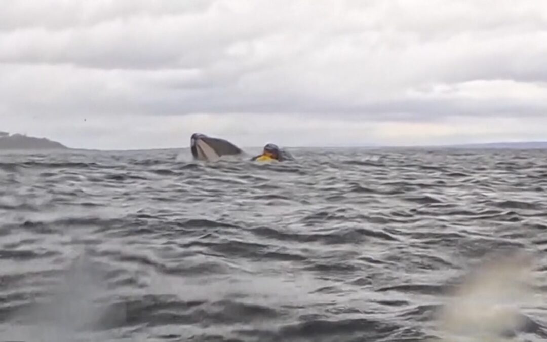VIDEO: Ballena jorobada casi se traga a un padre y a su hijo