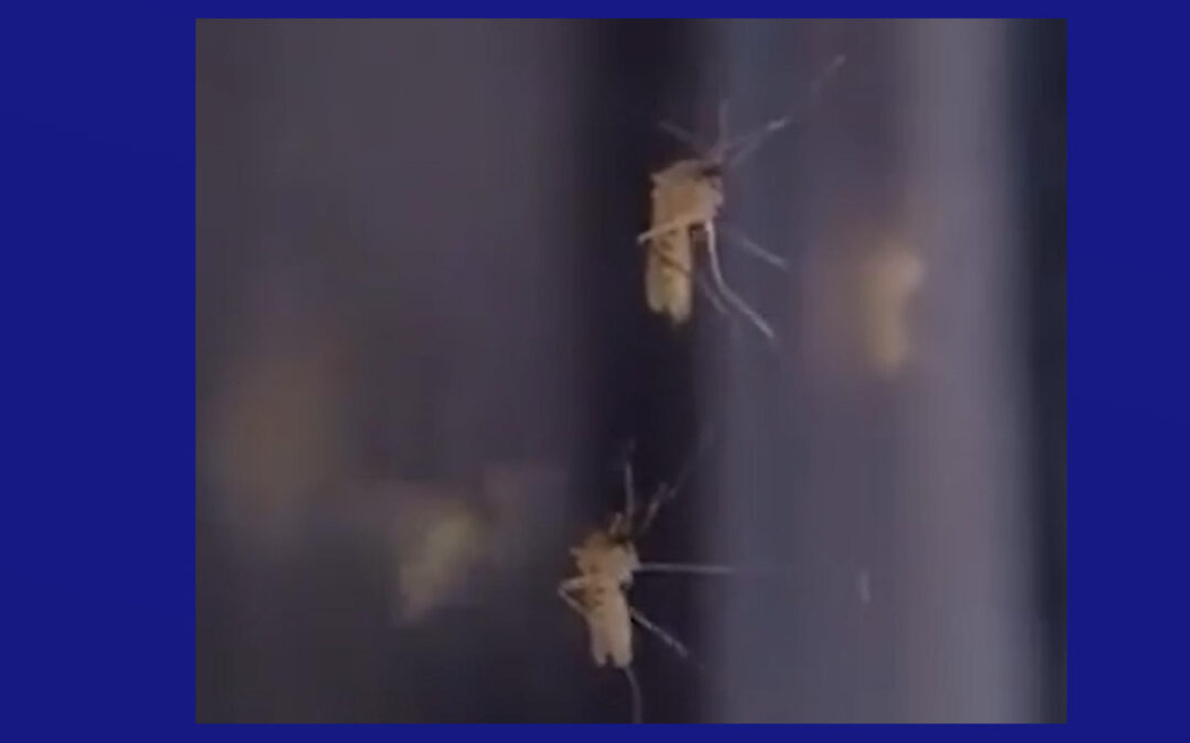 Inundaciones atraen mosquitos a la región y autoridades recomiendan tomar precaución