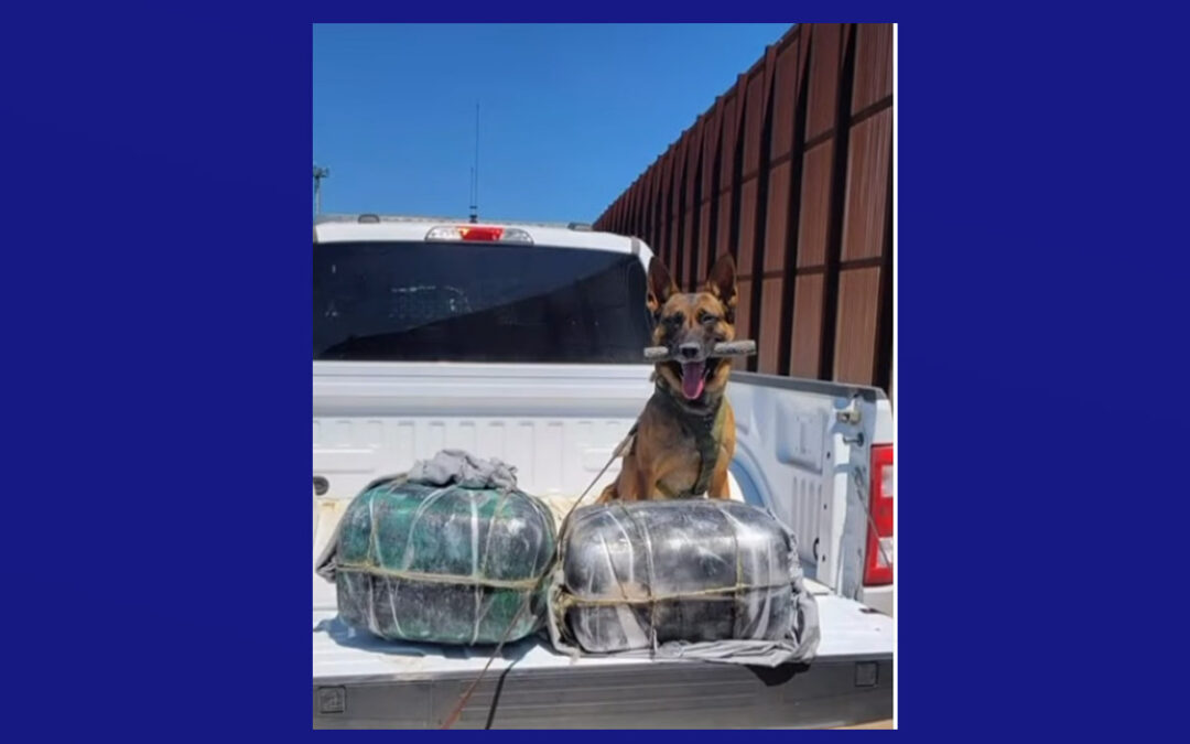 Equipo K9 de la Patrulla Fronteriza en Brownsville intercepta 49 libras de marihuana